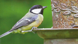 Bird Accessories (4)